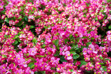 Obraz na płótnie Canvas Pink flowers background