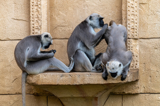 Gray or Hanuman Langurs (Semnopithecus entellus)