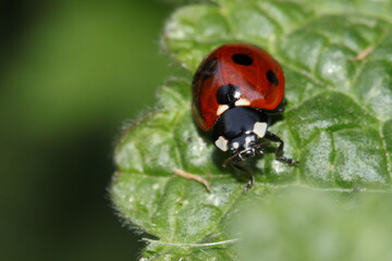 dark red ladybug ladybird faceing camera sitting on a leaf