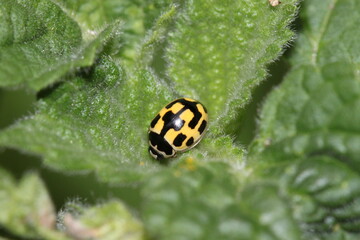 black and yellow ladybug ladybird sitting in the middle of a leaf