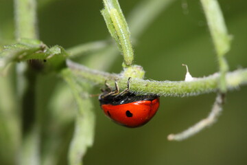 ladybug ladybird upside down crawling along a flower stem