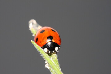 Fototapeta premium red ladybird ladybug sitting on top of a stem