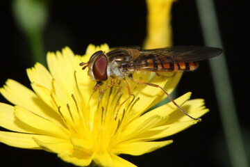 marmalade fly sitting on a flower collecting pollen