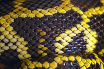 Macro of python skin and scale. Close up. Black and yellow snake skin texture, background, pattern