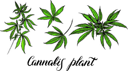 Vector natural Marijuana. Cannabis.
Cannabis leaf drug marijuana herb Background. 
