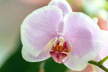 Fototapeta na wymiar Close up of pink orchid flower. Phalaenopsis, floral background, wallpaper, poster