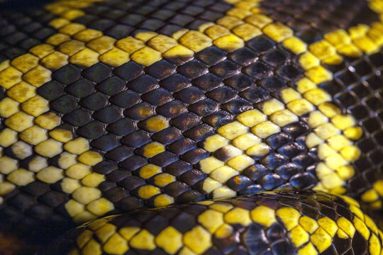 Macro of python skin and scale. Close up. Black and yellow snake skin texture, background, pattern