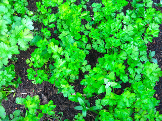 young green parsley grows in the garden in spring