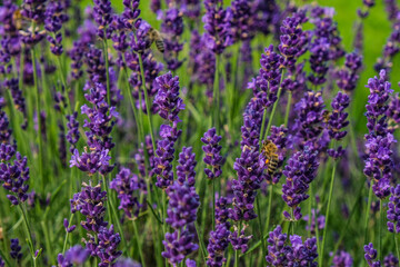 summer lavender with bees
