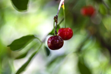 Close up of ripe and red cherries growing on the tree at sunny summer day. Macro. Poster, wallpaper, background