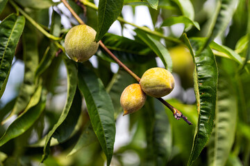 Sunlit unripe peaches on the tree at sunny summer day. Macro