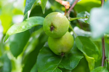 Unripe green small apples growing on the tree at sunny summer day. Fruit wallpaper