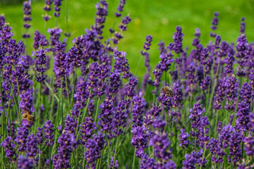 summer lavender with bees
