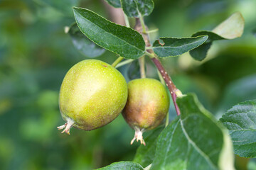 Sunlit pears ripening on the tree. Close up, macro. Fruit wallpaper