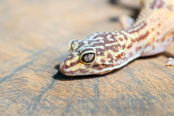 Close up of Leopard Gecko or Eublepharis on wooden surface. Macro