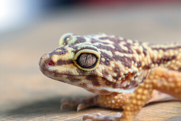 Macro of Leopard Gecko or Eublepharis head on wooden surface. Close up