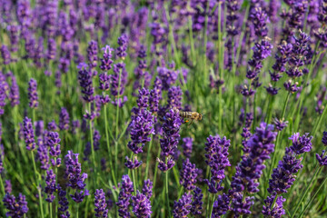 summer lavender with bees
