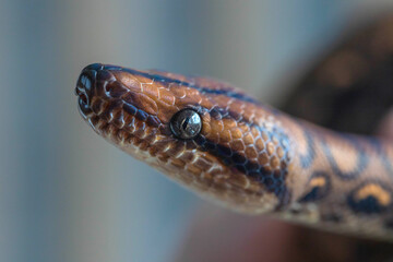 Macro of brown and black snake head on blurred background. Reptile background