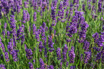 Obraz premium summer lavender with bees 