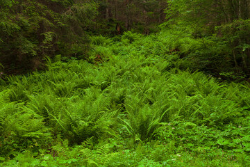 Große Fläche mit Farnen im Wald, die einen urwaldähnlichen Eindruck vermitteln