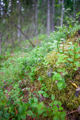 Blueberries in the forest - Vaidava, Latvia