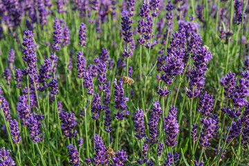 summer lavender with bees
