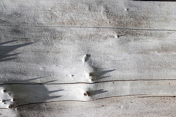 Texture of grey wood with knots. Close up, macro. Tree texture, background