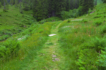 Geheimnisvoller Pfad auf Wiese, der in den Bergwald führt mit viel Grün