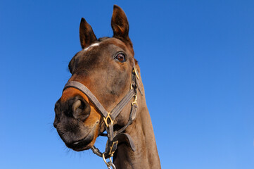 Looking up to a thoroughbred horse outdoors against a blue sky