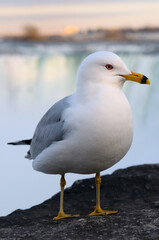 close up of a Ring Billed Gull on a rock at Niagara Falls Canada at sunset
