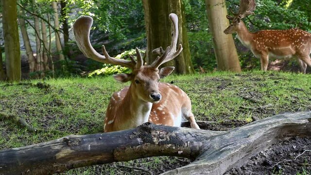 A fallow deer behind a tree trunk is twisting and turning its ears