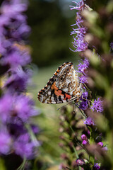 Painted lady butterfly on purple flower
