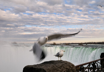 Flying and standing Ring Billed Gull at a rock beside Niagara Falls Canada at sundown