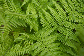 Fototapeta na wymiar Green fern leaves in forest