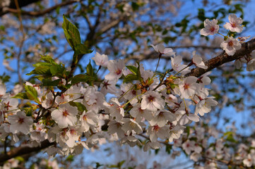 Close up of a branch with new leaves and white and pink blossoms on a Cherry Tree