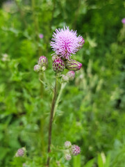 boar thistle also corn thistle (in german Acker-Kratzdistel also Ackerdistel) Cirsium arvense