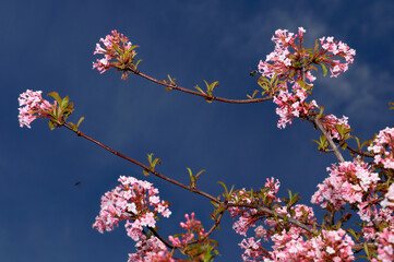 Glowing pink flowers of Bodnant viburnum against a blue sky in early spring