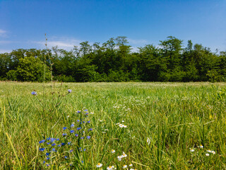 Summer meadow with green grass and trees in the distance under a blue cloudless sky on a summer...