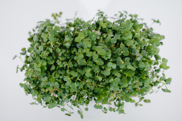 Micro-green mustard sprouts close-up on a white background in a pot with soil. Healthy food and lifestyle