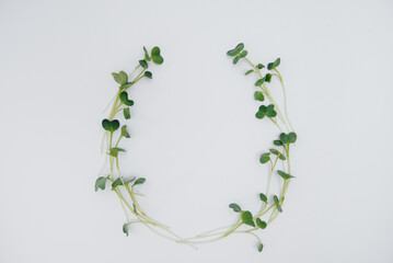 Micro-green sprouts close-up on a white background with free space. Healthy food and lifestyle