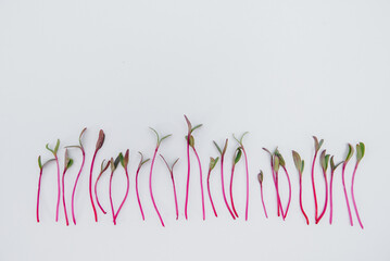 Micro-green sprouts close-up on a white background with free space. Healthy food and lifestyle