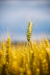 Golden ears of wheat on a agriculture field