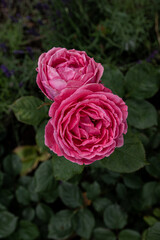 Pink roses in summer garden