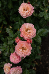Pink flowers in summer garden