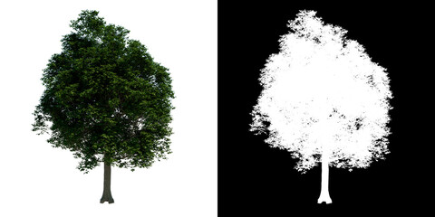Front view tree (Common Maple 1) white background alpha png 3D Rendering Ilustracion 3D
