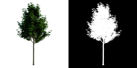 Front view tree (Young Common Maple 1) white background alpha png 3D Rendering Ilustracion 3D