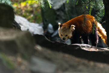 Fototapeta premium Red or Lesser Panda (Ailurus fulgens)
