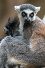 Fototapeta na wymiar Ring-tailed Lemur (Lemur catta)