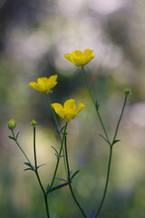 yellow flowers in the wind