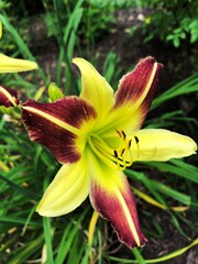 yellow tiger lily